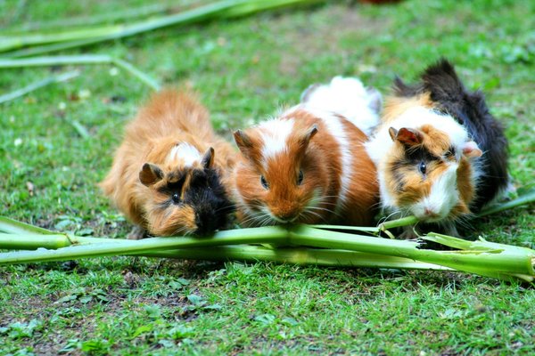 How to Choose the Right Type of Fleece Bedding for a Guinea Pig's Comfort?