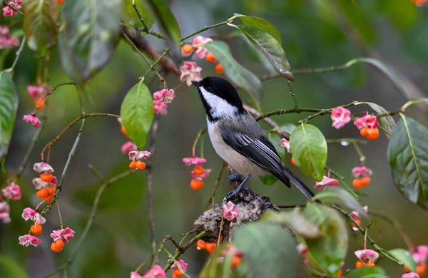 How Can Green Roof Systems Reduce Urban Air Pollution in the UK?