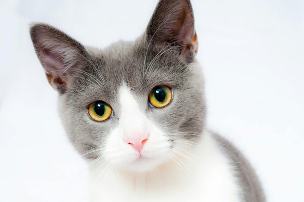 Can You Train an Old Cat to Accept a New Kitten, and What Steps Should You Take?